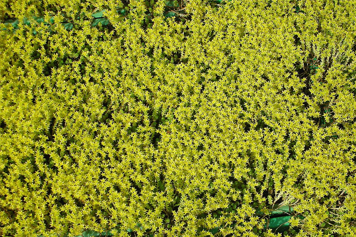 Sedum sexangulare