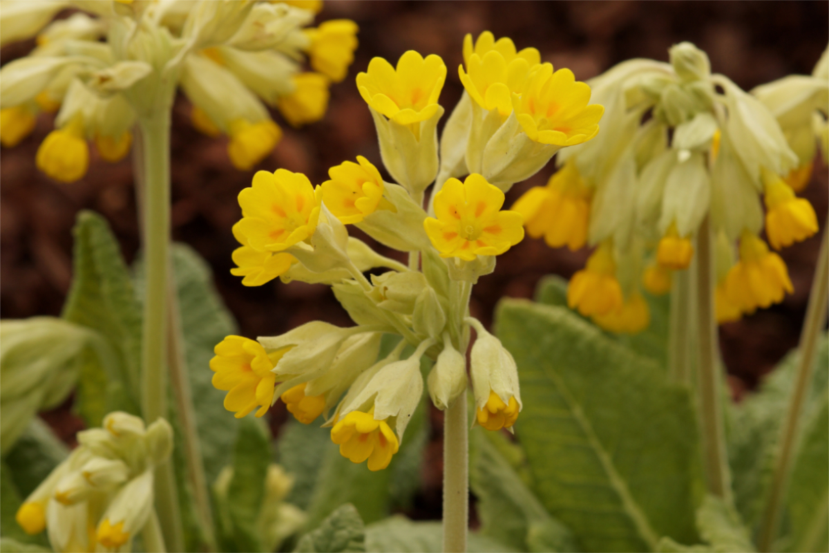 Primula veris (officinalis) - Echte Schlüsselblume