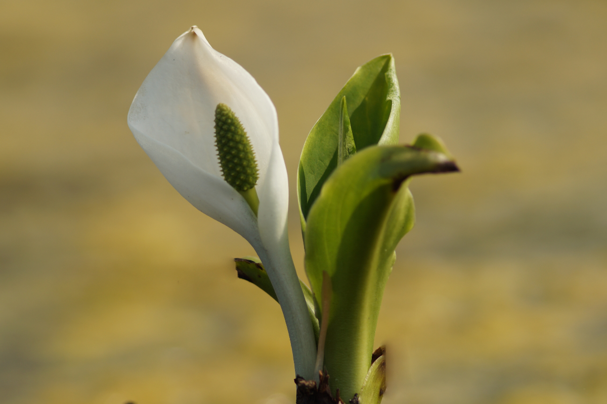 Lysichiton camtschatcensis - Ostasiatische weiße Scheinkalla