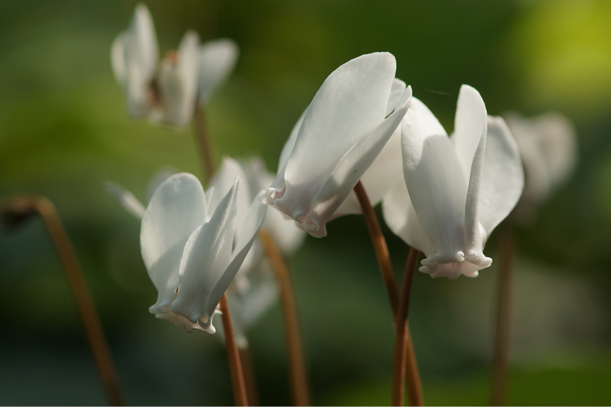 Cyclamen hederifolium 'Perlenteppich'