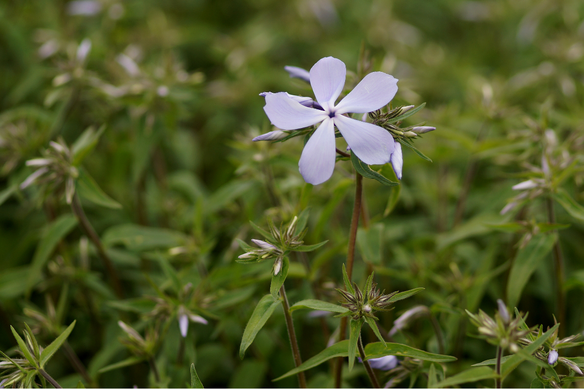 Phlox divaricata 'Clouds of Perfume'