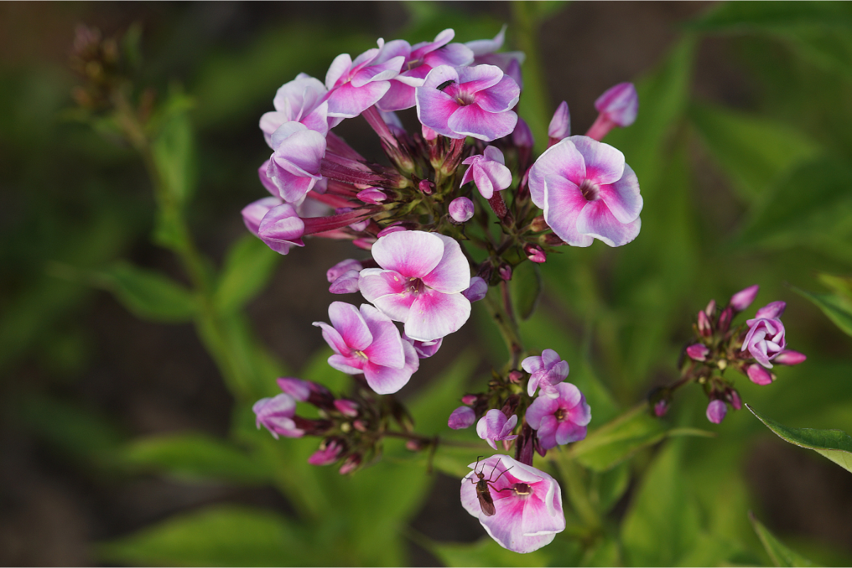 Phlox Paniculata-Hybr. 'Apanatschi' (ehemals amplifolia)