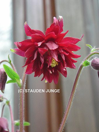 Aquilegia vulgaris plena 'Bordeaux Barlow' - Akelei