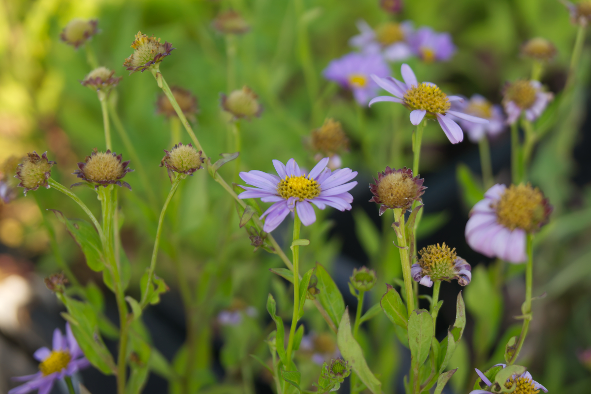 Kalimeris mongolica 'Antonia' - Blaue Schönaster