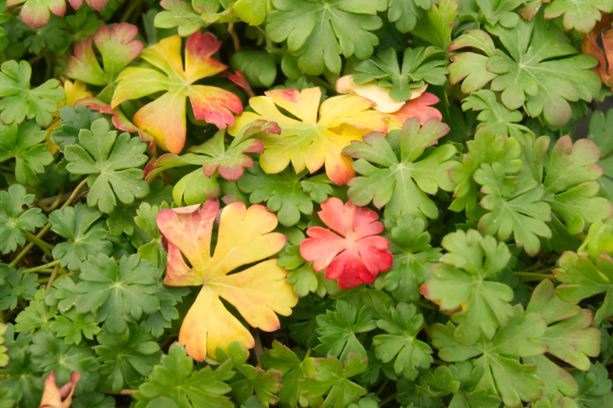 Geranium dalmaticum