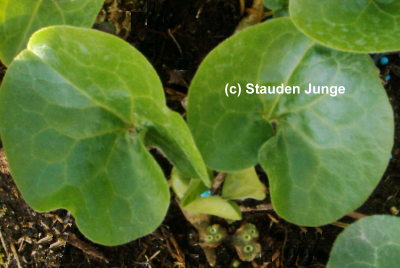 Asarum europaeum - Haselwurz