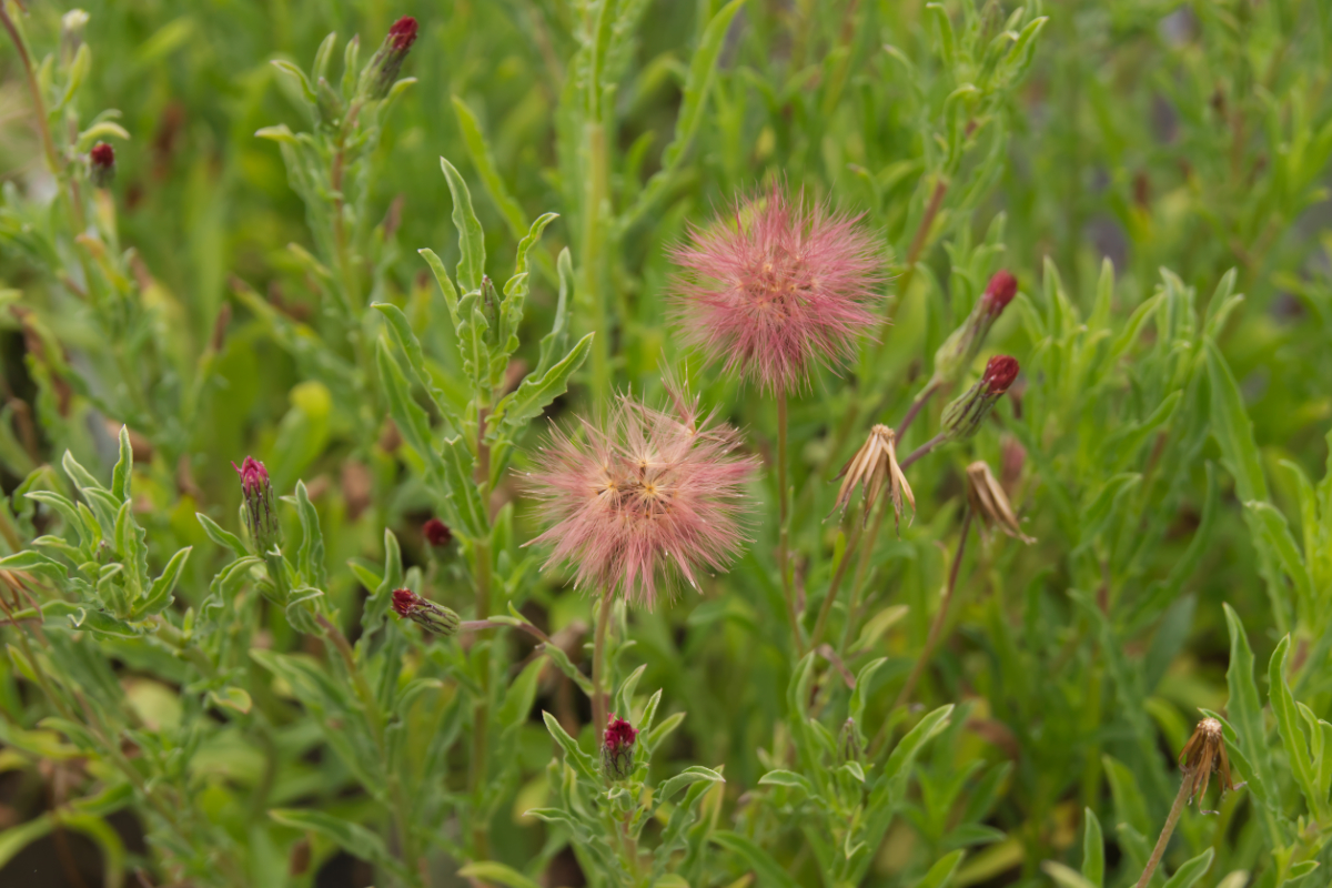 Noticastrum diffusum - Noticastrum