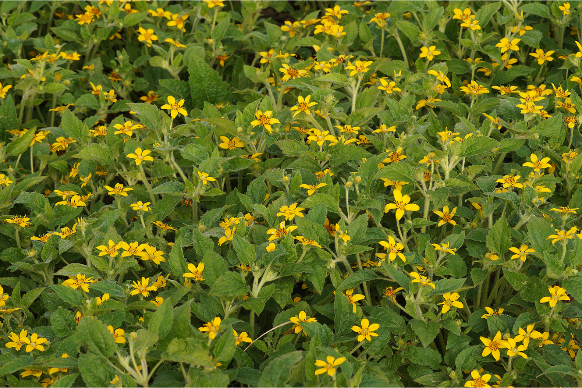 Chrysogonum virginianum