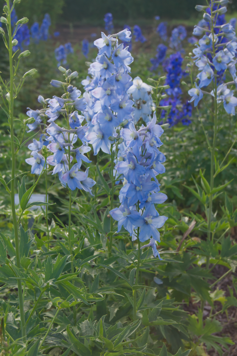 Delphinium Elatum-Hybr. 'Gletscherwasser' - Rittersporn