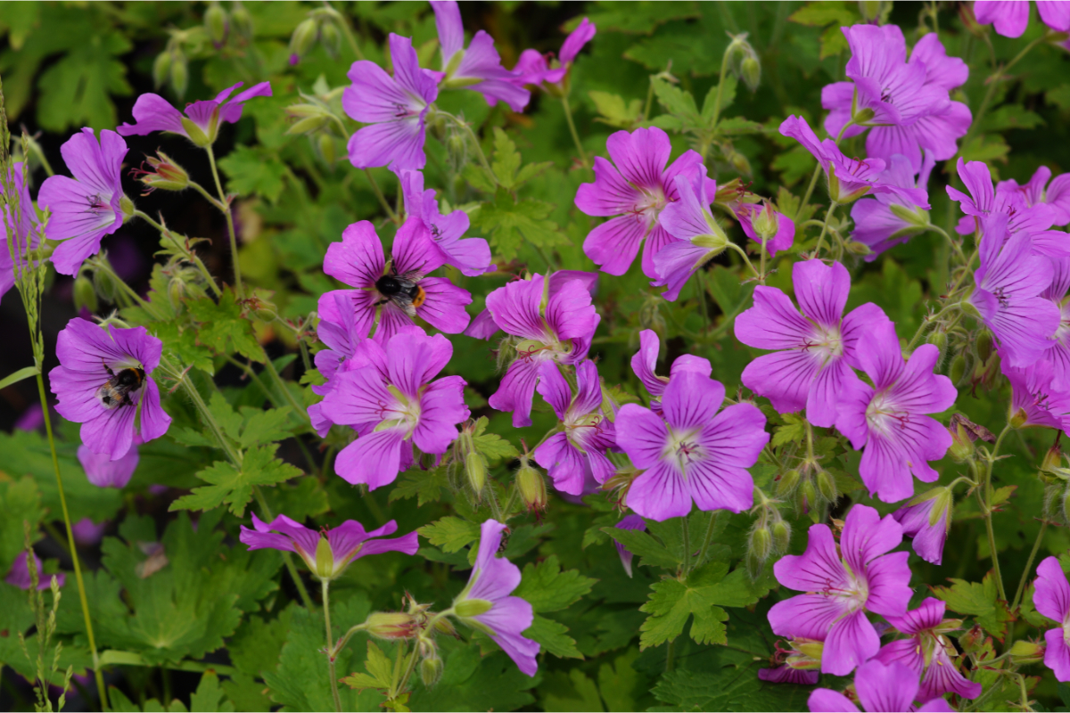 Geranium Gracile-Hybr. 'Sirak'