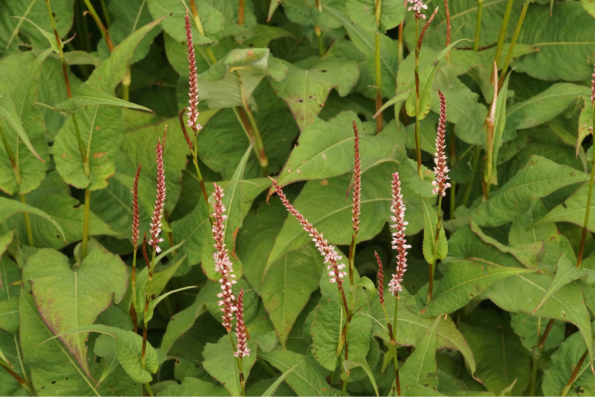 Bistorta amplexicaulis 'Rosea' - Kerzenknöterich