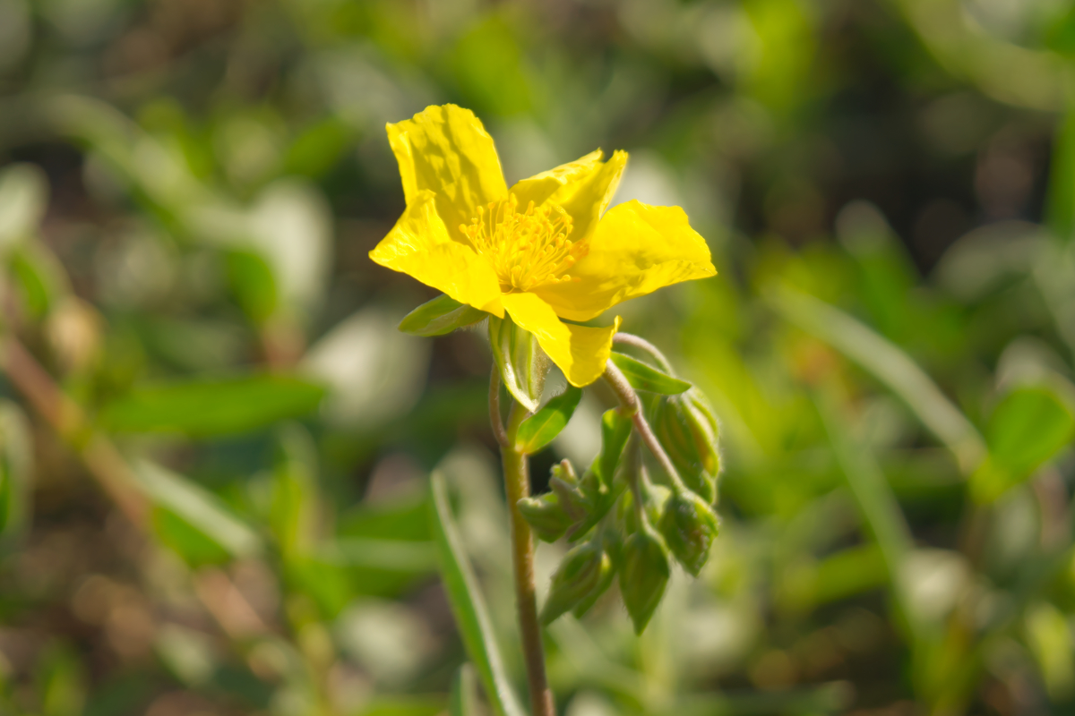 Helianthemum Hybride 'Sterntaler'