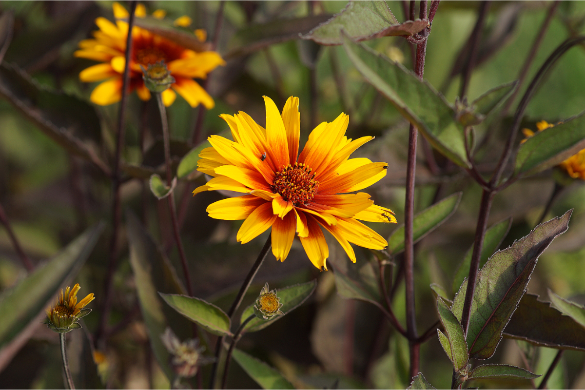 Heliopsis scabra 'Burning Hearts' - Sonnenauge