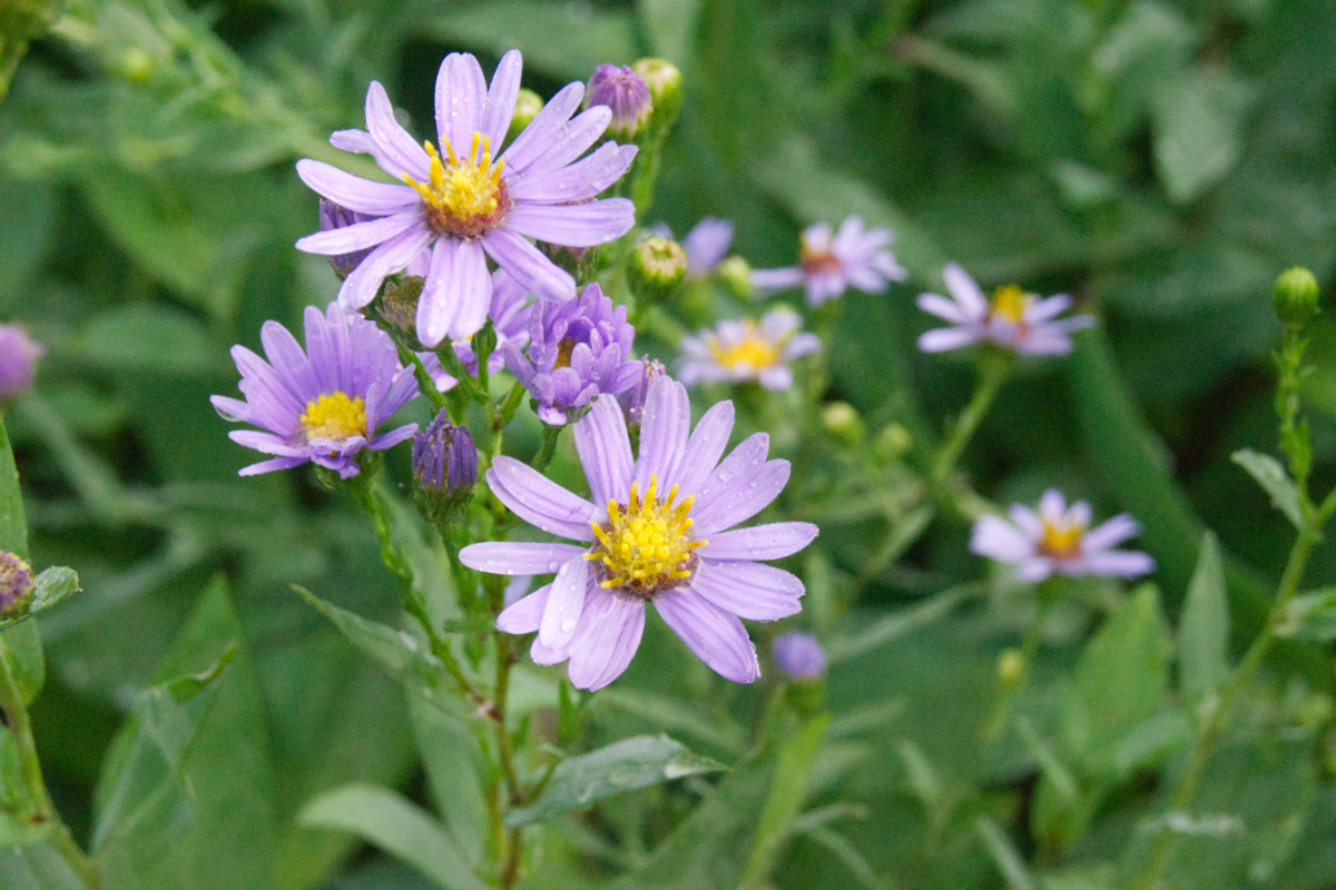 Aster laevis