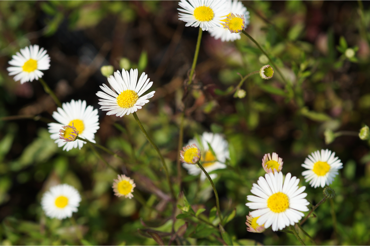Erigeron karvinskianus 'Blütenmeer'