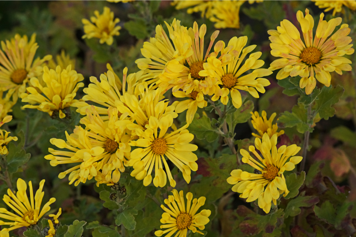 Chrysanthemum x hortorum 'Tante Heti' - Winteraster