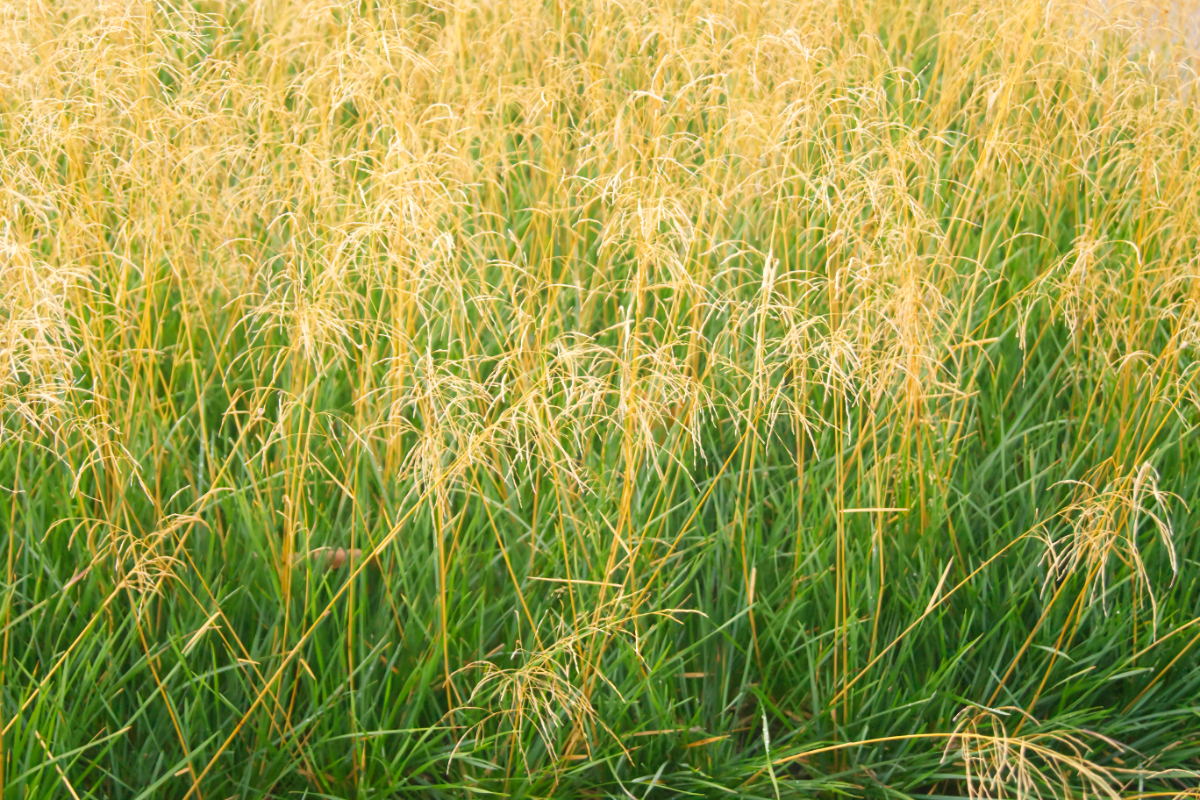 Deschampsia cespitosa 'Tardiflora' - Waldschmiele