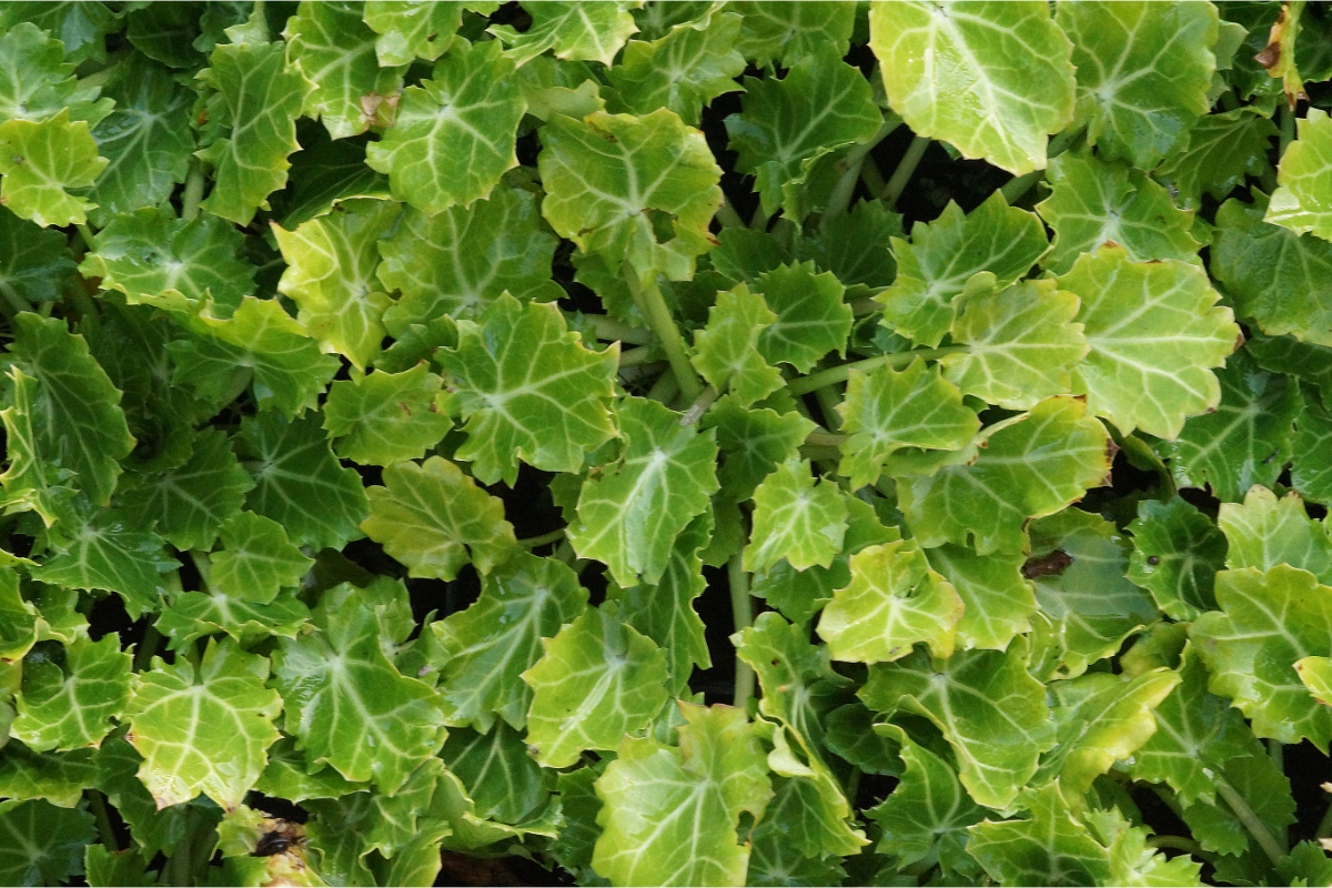 Eryngium variifolium