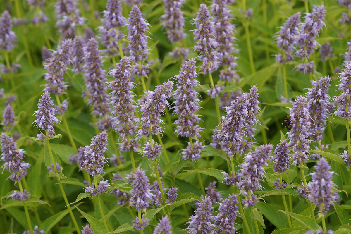 Agastache Rugosa-Hybr. 'Blue Fortune'