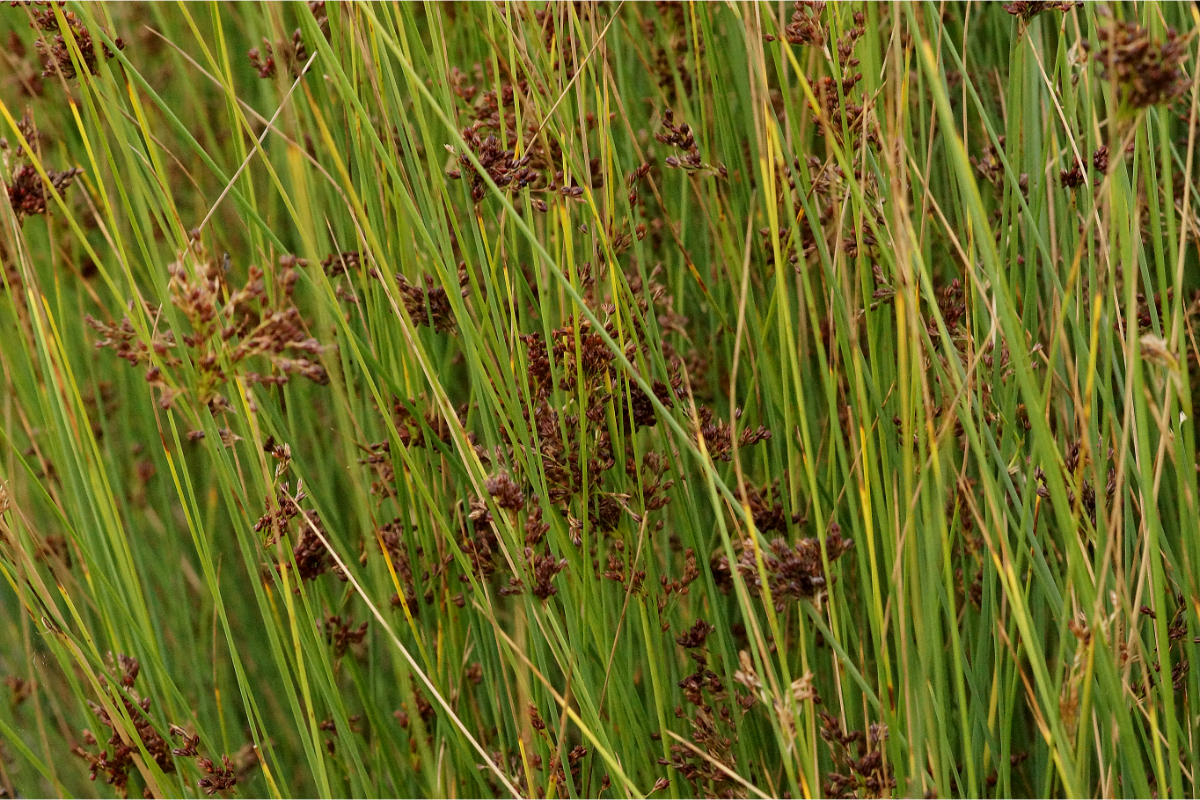 Juncus inflexus (glaucus) - Blaugrüne Binse