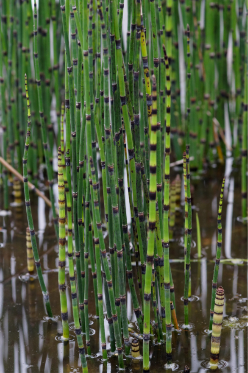 Equisetum hyemale ssp.affine