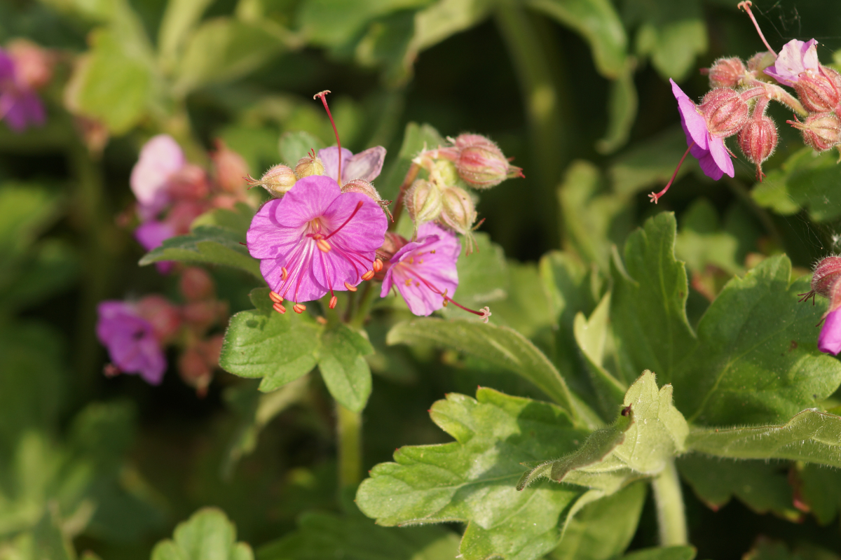 Geranium macrorrhizum