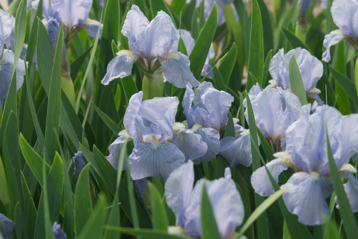 Iris barbata-nana 'Oberschwaben'