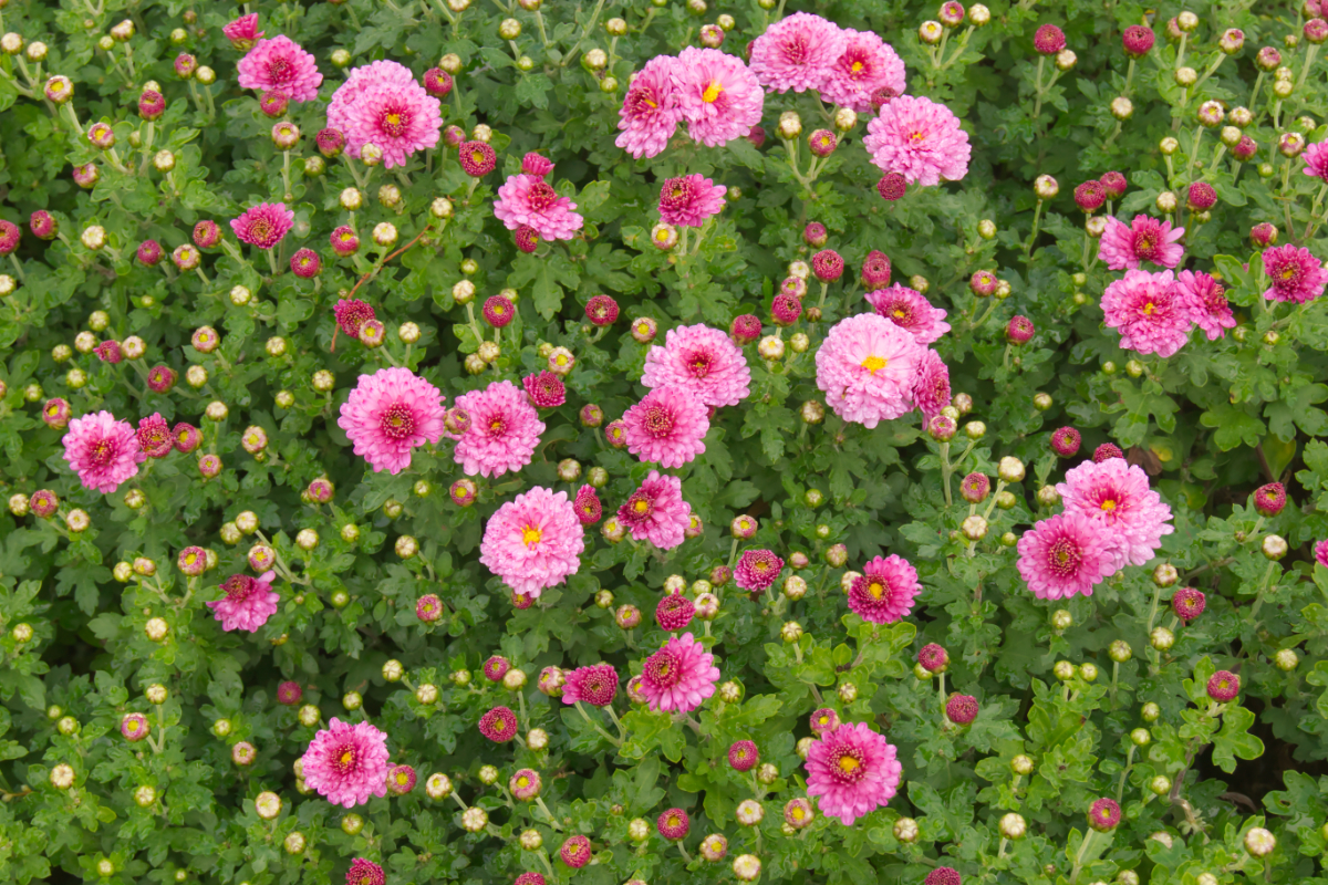 Chrysanthemum x hortorum 'Anastasia'