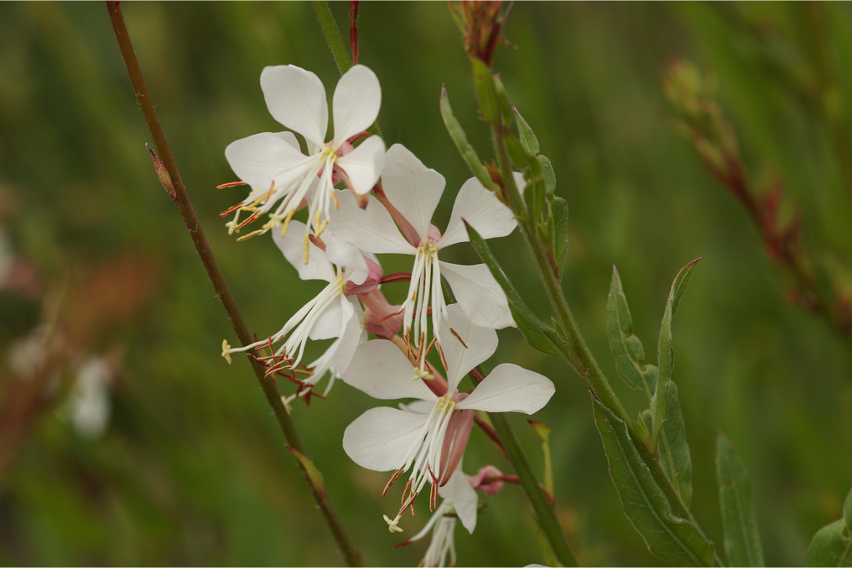 Gaura lindheimeri - Prachtkerze