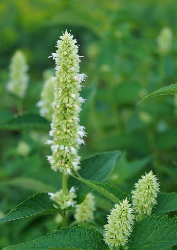 Agastache Rugosa-Hybr. 'Alba'