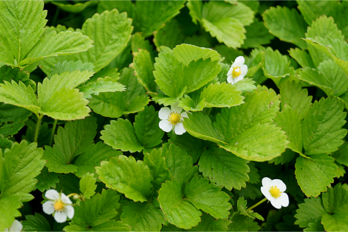 Fragaria vesca var. semperflorens 'Verbesserte Rügen