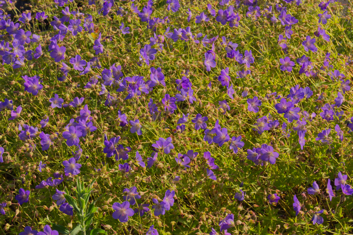 Geranium pratense  'Johnson's Blue'
