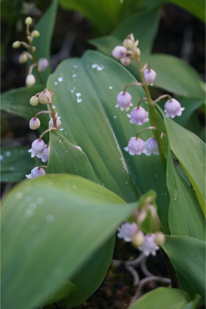 Convallaria majalis 'Rosea'