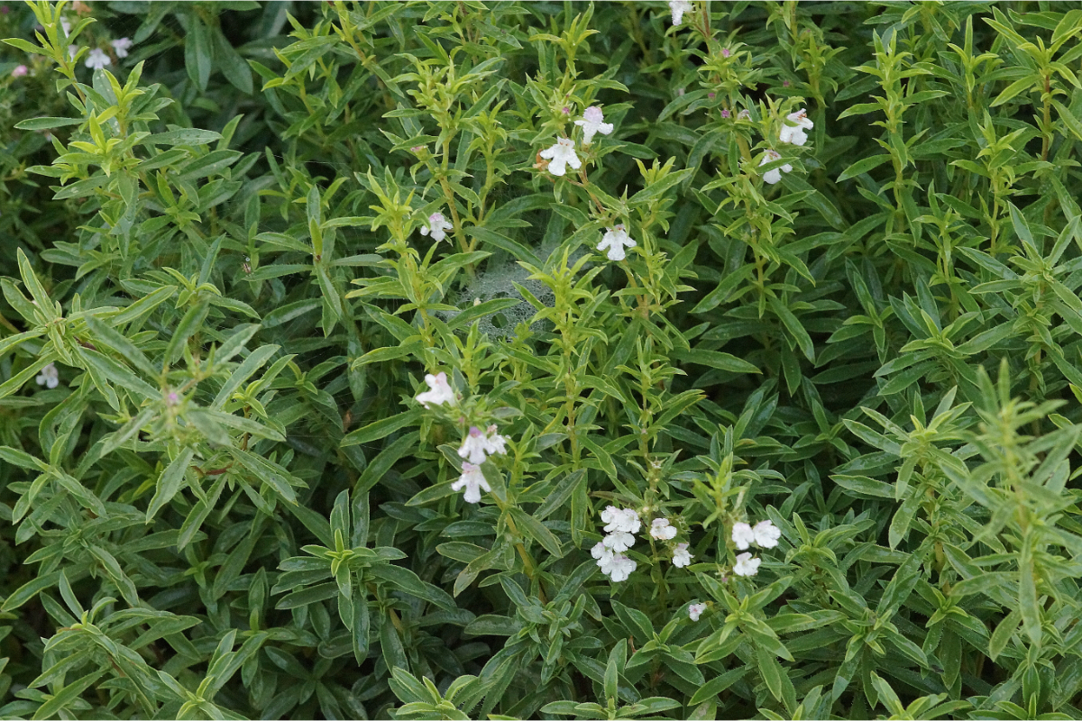 Satureja montana - Berg-Bohnenkraut