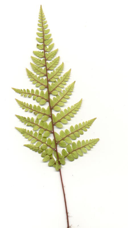 Athyrium otophorum var.okanum gen.