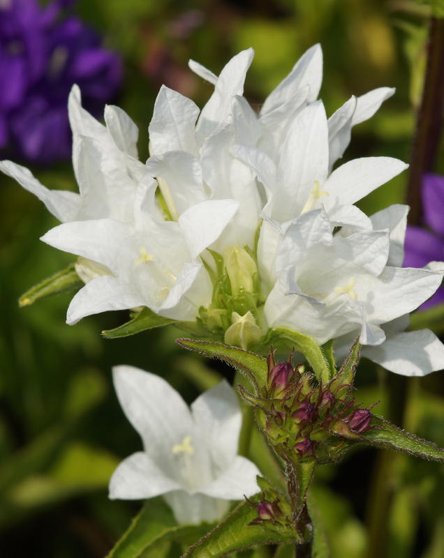 Campanula glomerata 'Alba' - Knäuel-Glockenblume