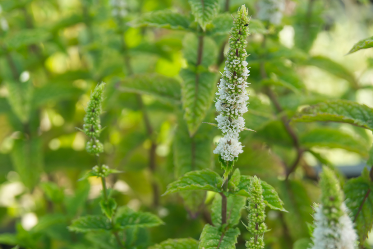 Mentha spicata v.crispa 'Marokko'