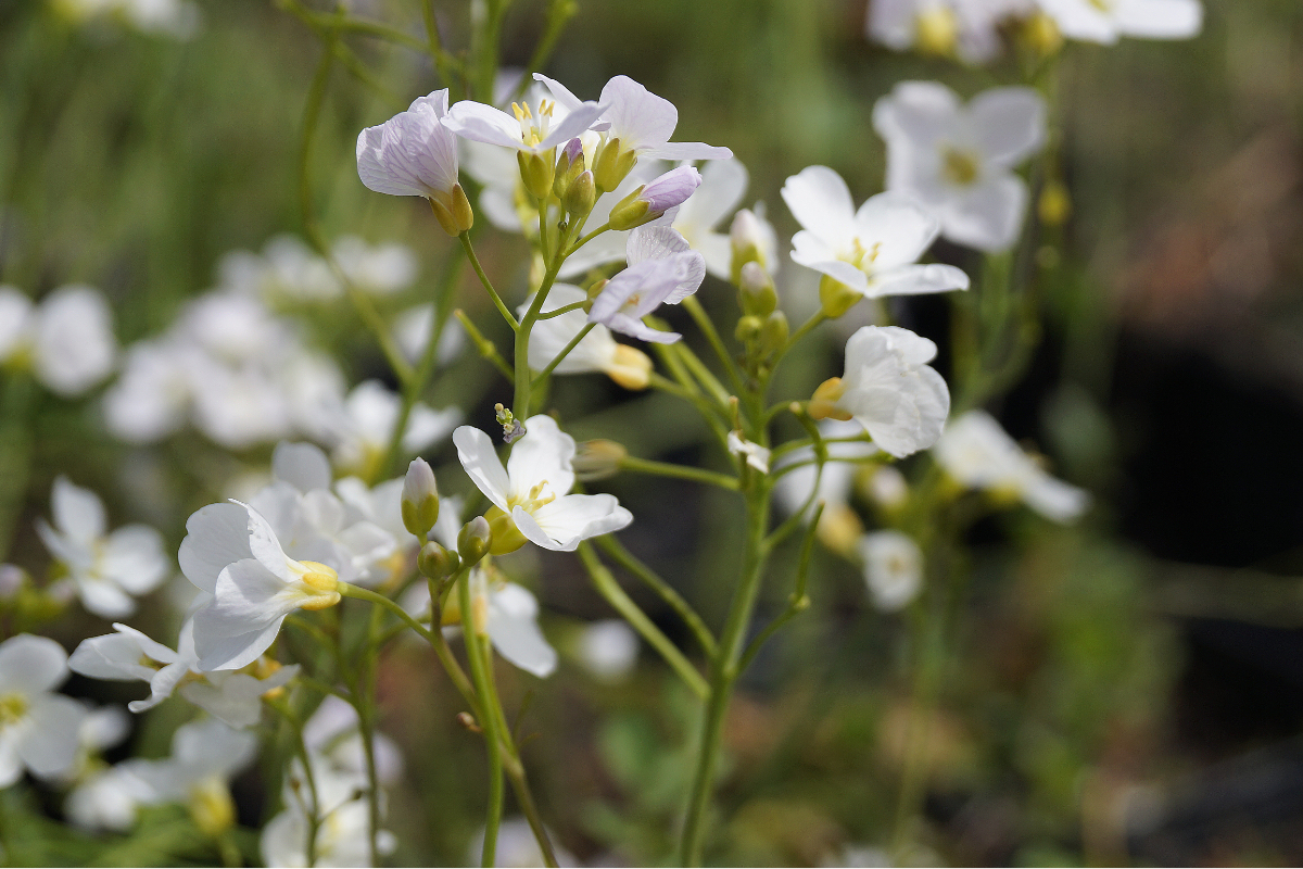 Cardamine pratensis