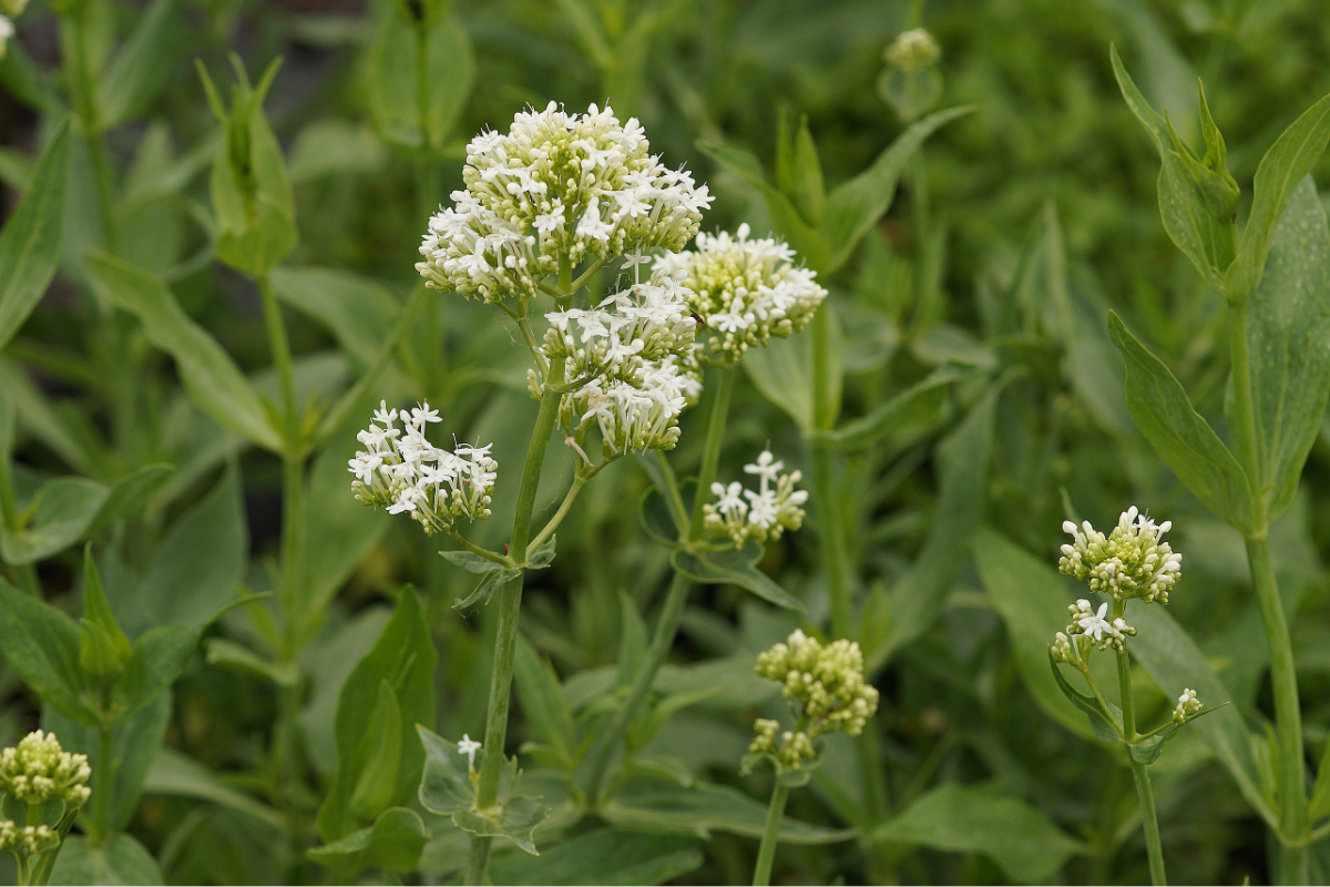 Centranthus ruber 'Albus' - Spornblume