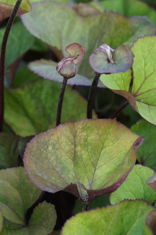 Ligularia dentata 'Desdemona'