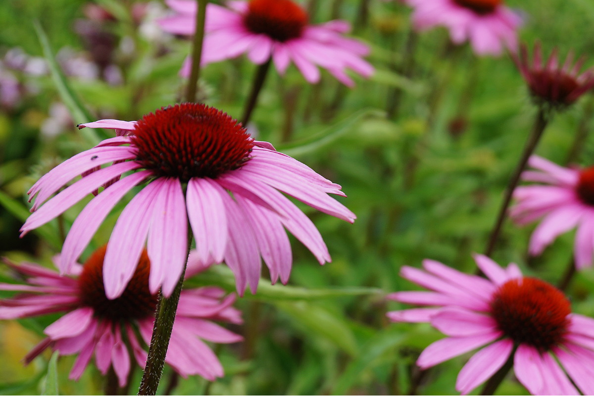 Echinacea purpurea 'Magnus' - Sonnenhut