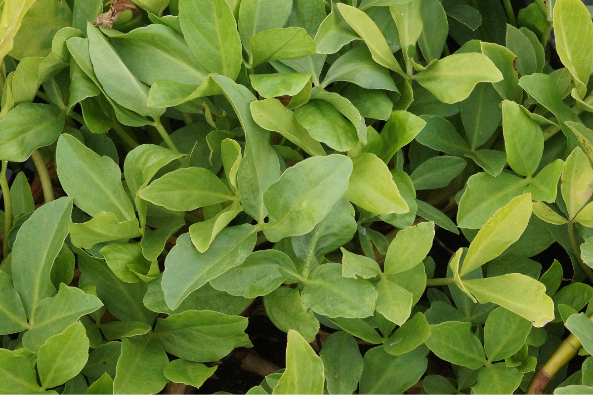 Menyanthes trifoliata