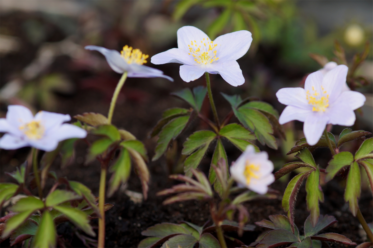 Anemone nemorosa 'Robinsoniana'