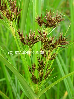 Cyperus longus