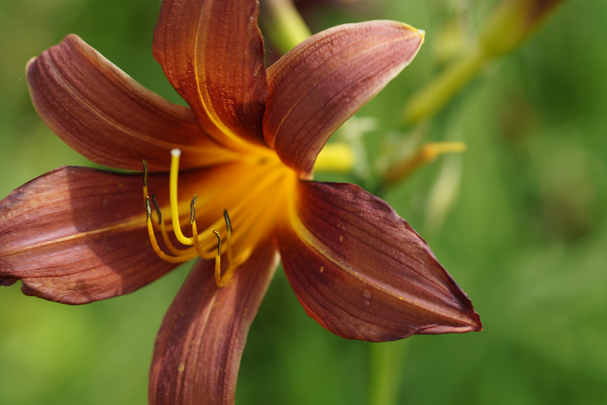 Hemerocallis Hybride 'Brunette'
