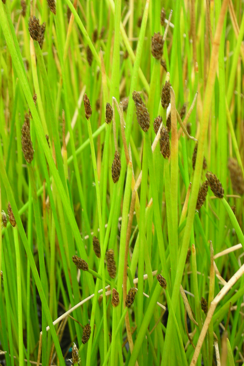 Eleocharis palustris