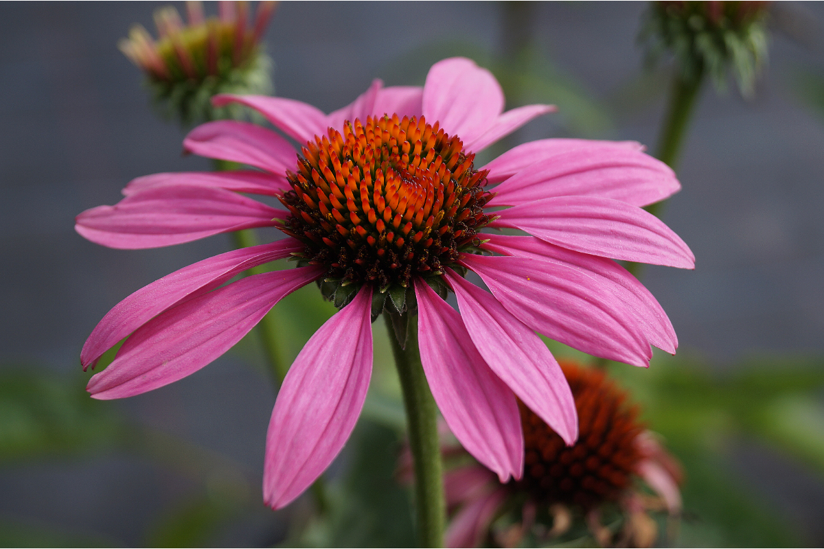 Echinacea purpurea 'Magnus'