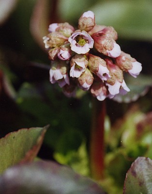 Bergenia cordifolia - Bergenie