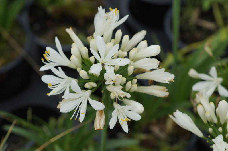 Agapanthus africanus 'Albus'