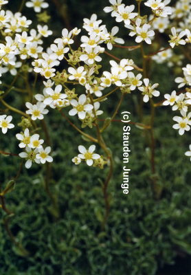 Saxifraga paniculata